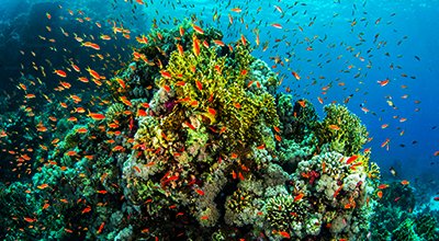 Great Barrier Reef marine life
